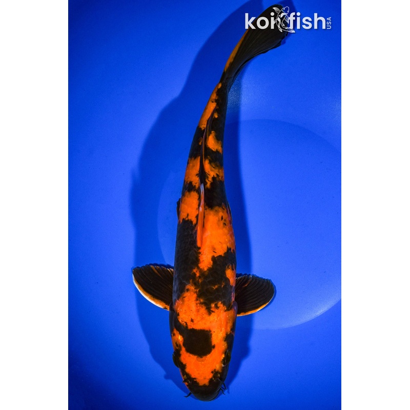 12" HI UTSURI