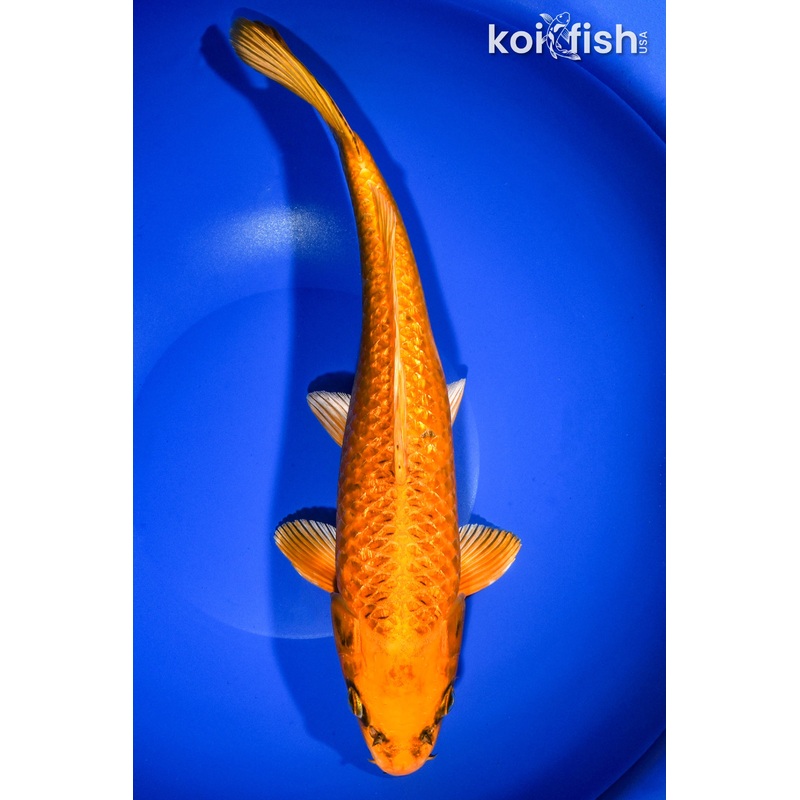 14" ORENJI MATSUBA