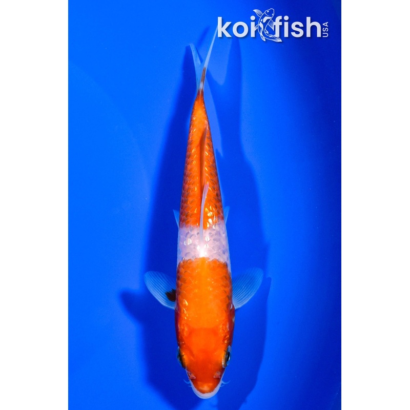 5.25" GINRIN NIDAN KOHAKU