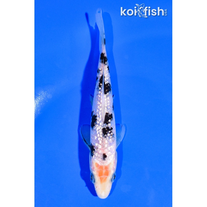 5.25" GINRIN SHIRO BEKKO