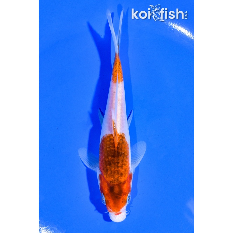 5.25" GOROMO