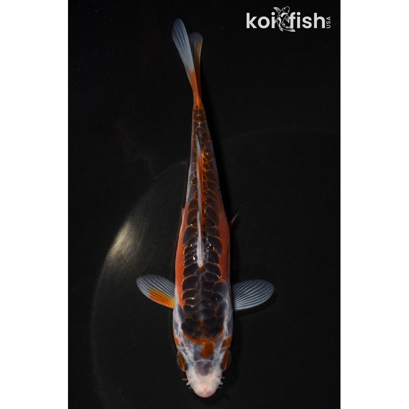 5.25" HI SHUSUI