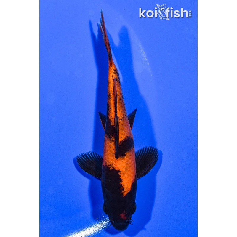 5.25" HI UTSURI