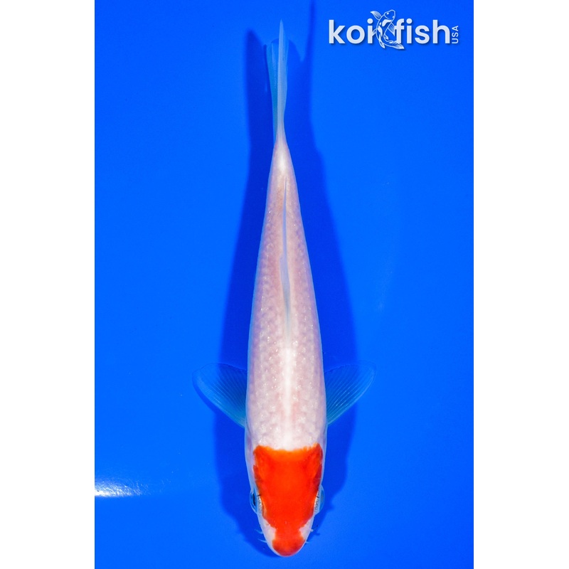 5.25" HOODED TANCHO KOHAKU