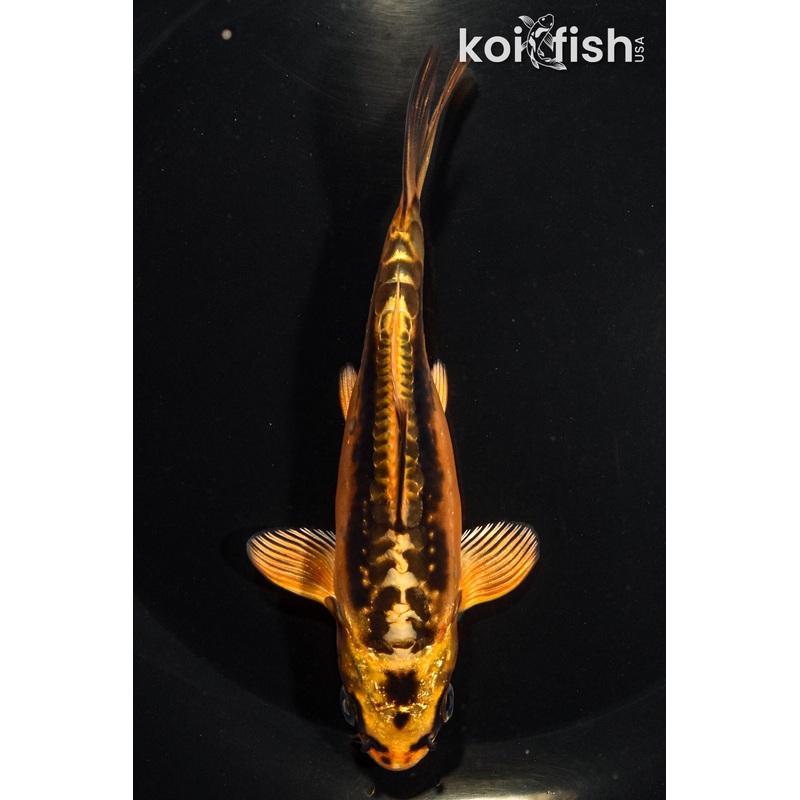 5.25" KIN KORKURYU