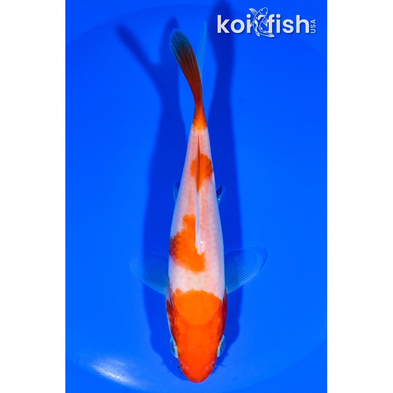 5.25" KOHAKU