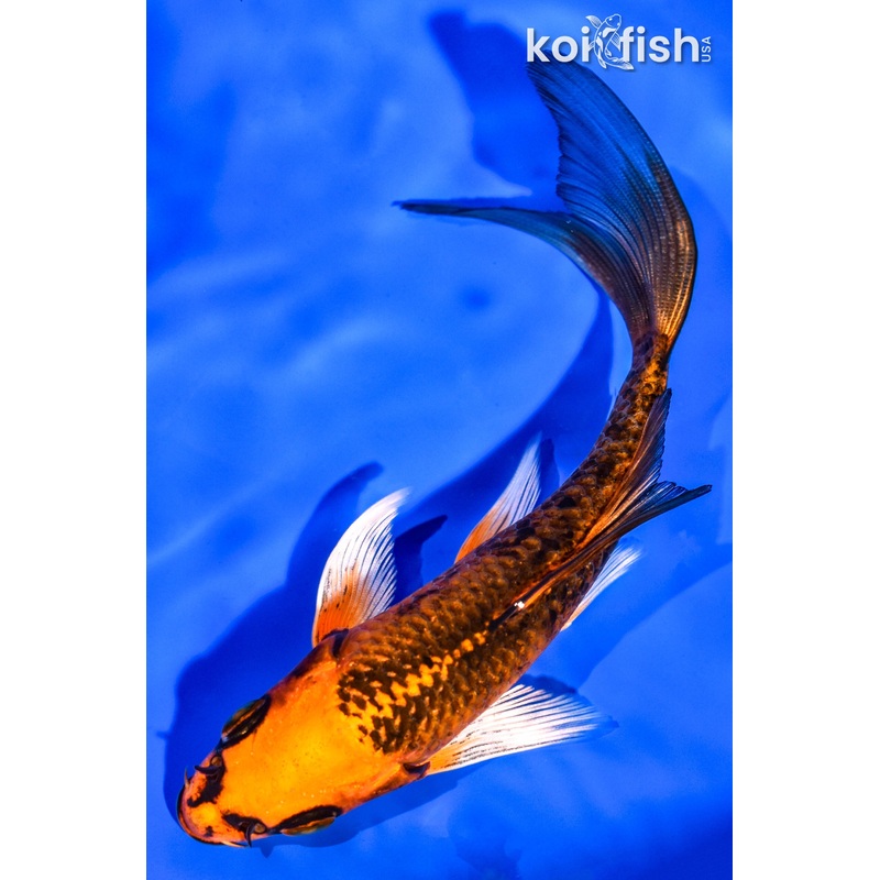 5.25" ORENJI MATSUBA BUTTERFLY