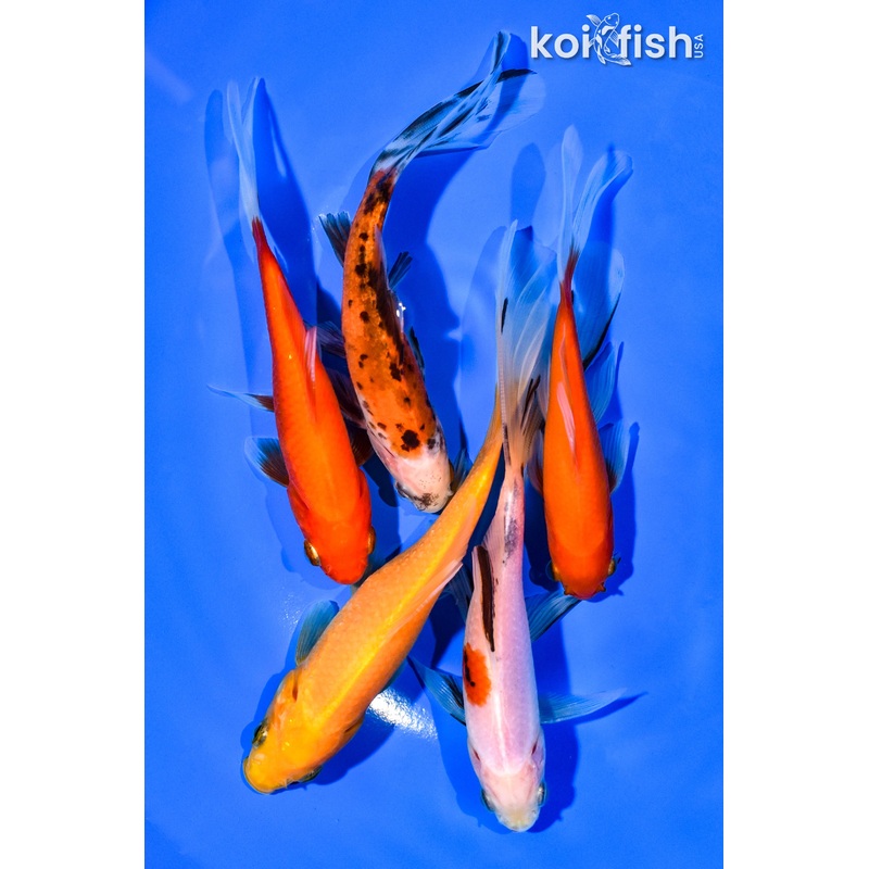 (5) 4-5.25" ASSORTED GOLDFISH