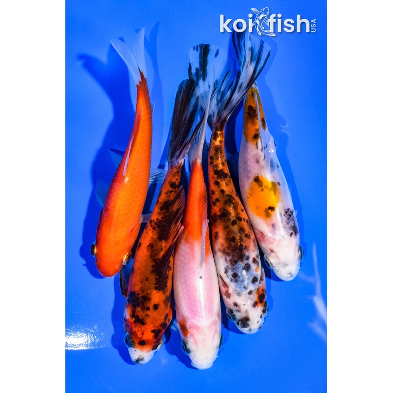 (5) 4-5" ASSORTED GOLDFISH