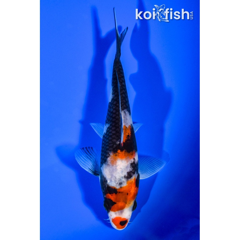 5.5" BENI MATSUKAWABAKE
