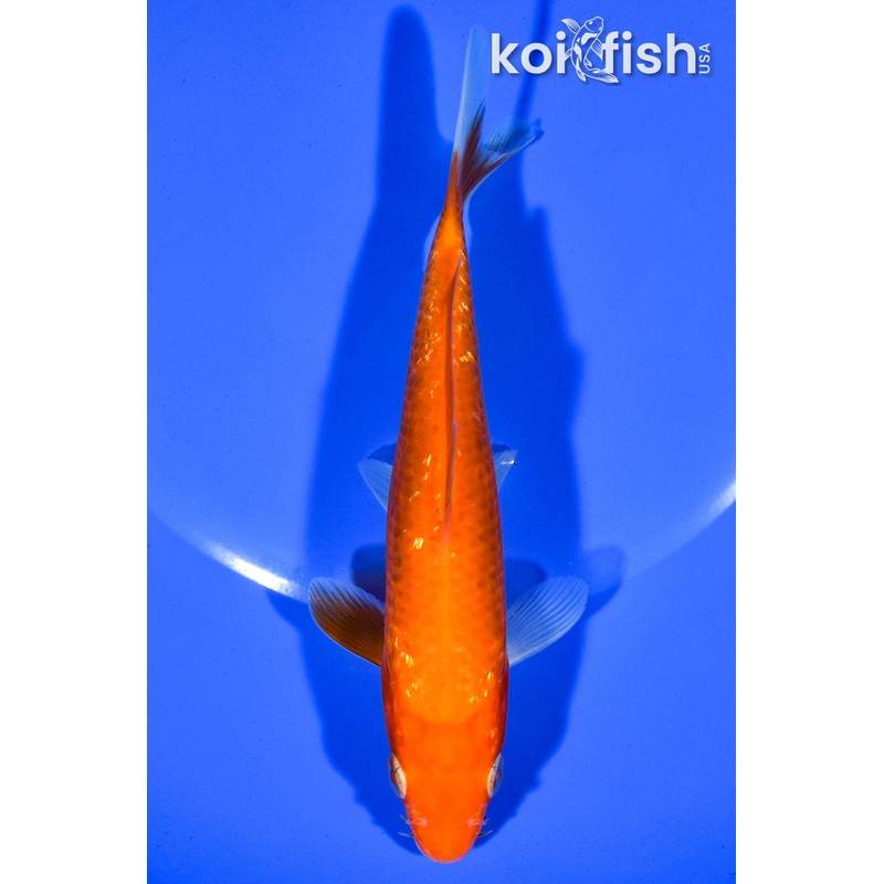 5.5"  GINRIN BENIGOI