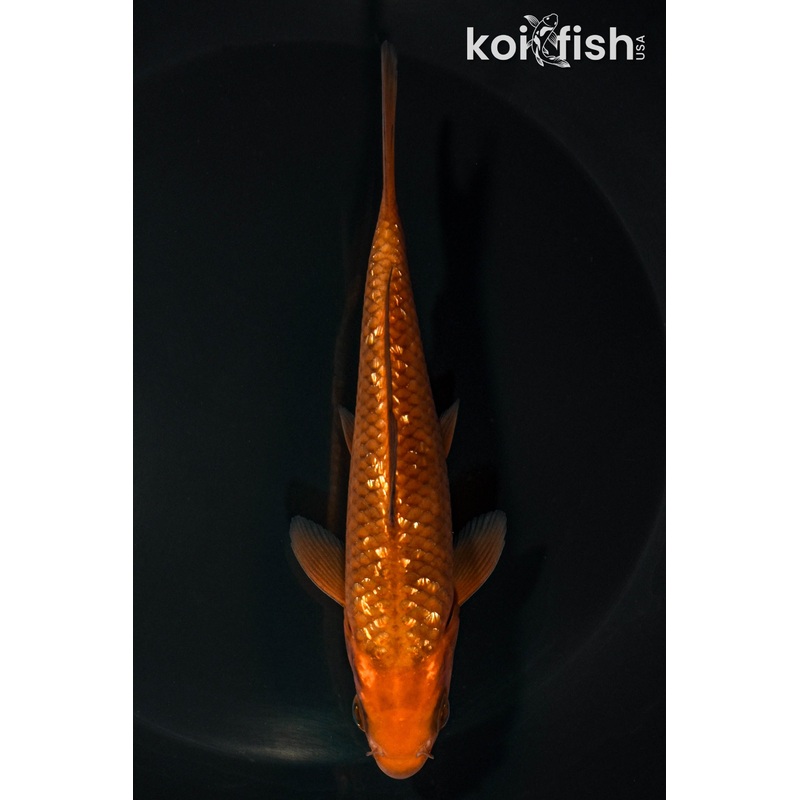 5.5" GINRIN CHAGOI