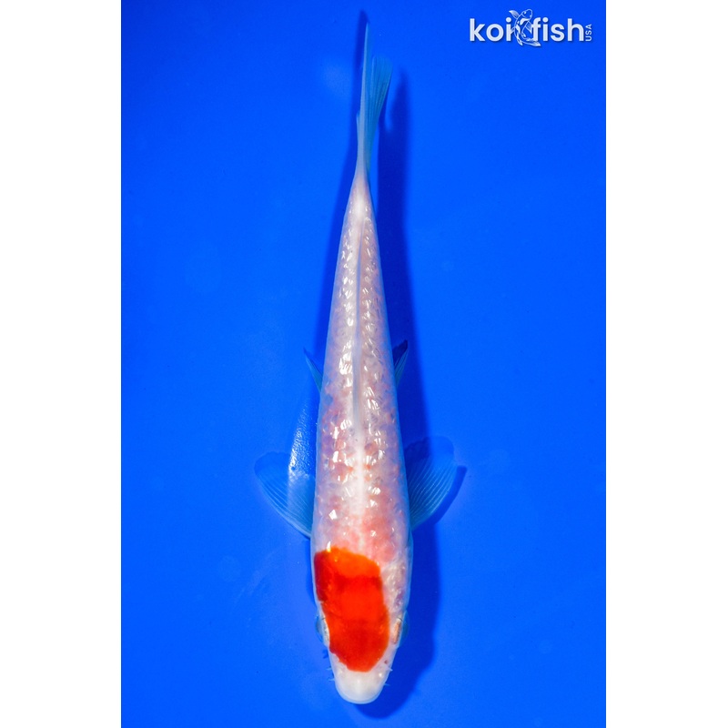 5.5" GINRIN TANCHO KOHAKU