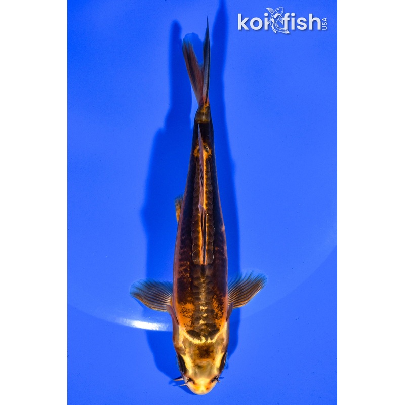 5.5" KIN KIKORURYU