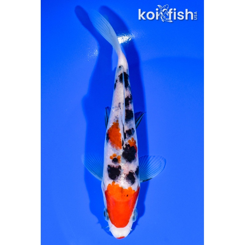 5.5" LIPSTICK SANKE