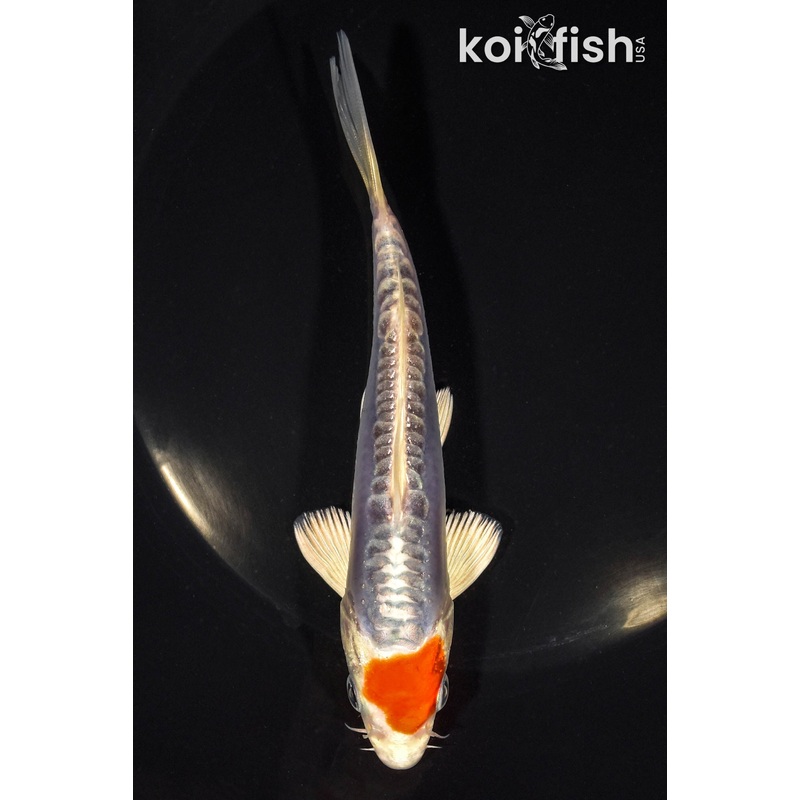 5.5" TANCHO KIKUSUI