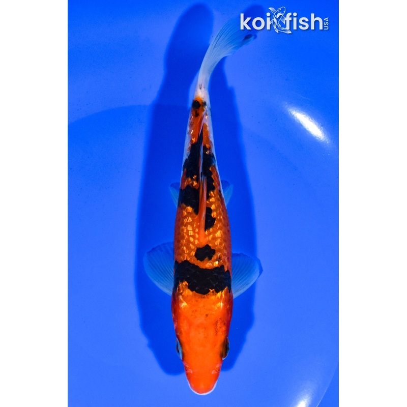 5.75" GINRIN AKA SANKE