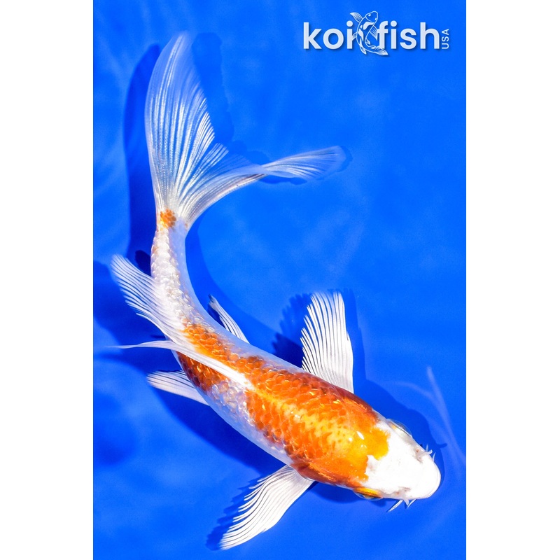 5.75" GINRIN HARIWAKE BUTTERFLY