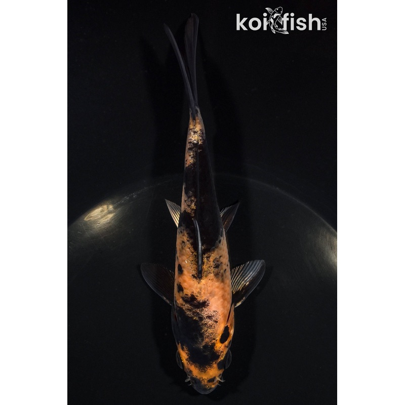 5.75" HI UTSURI