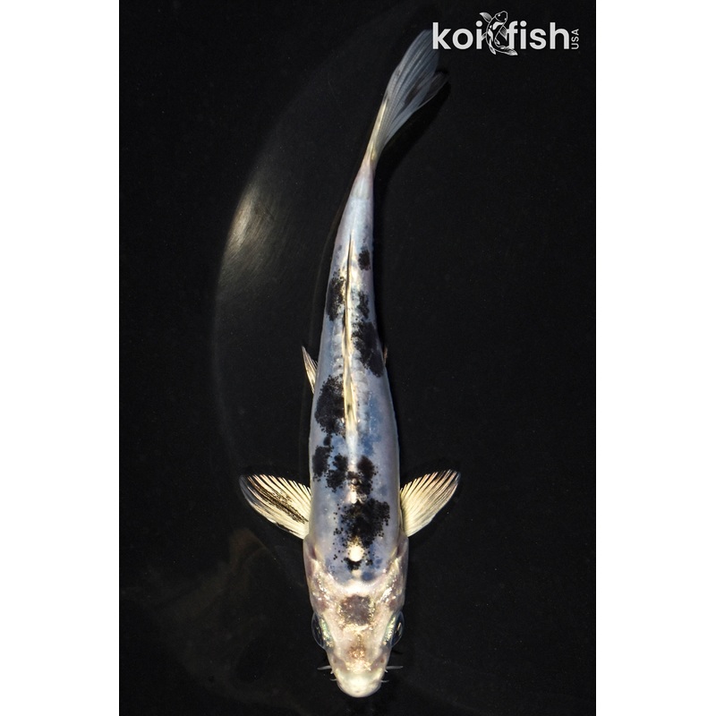 5" DOITSU GIN SHIRO BEKKO