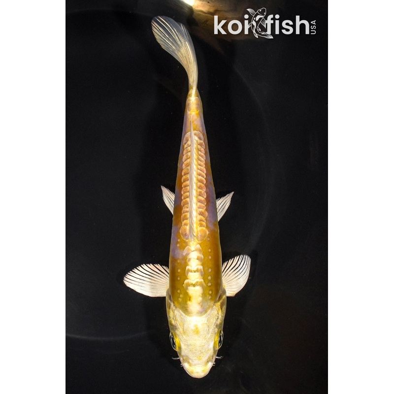 6.25" DOITSU YAMABUKI OGON