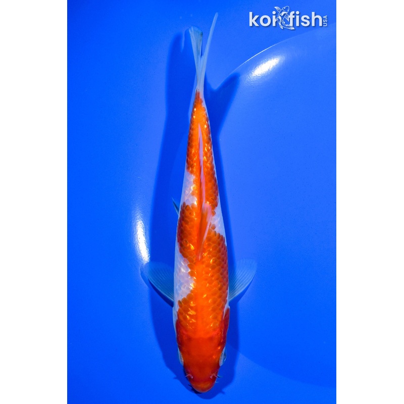 6.25" GINRIN KOHAKU