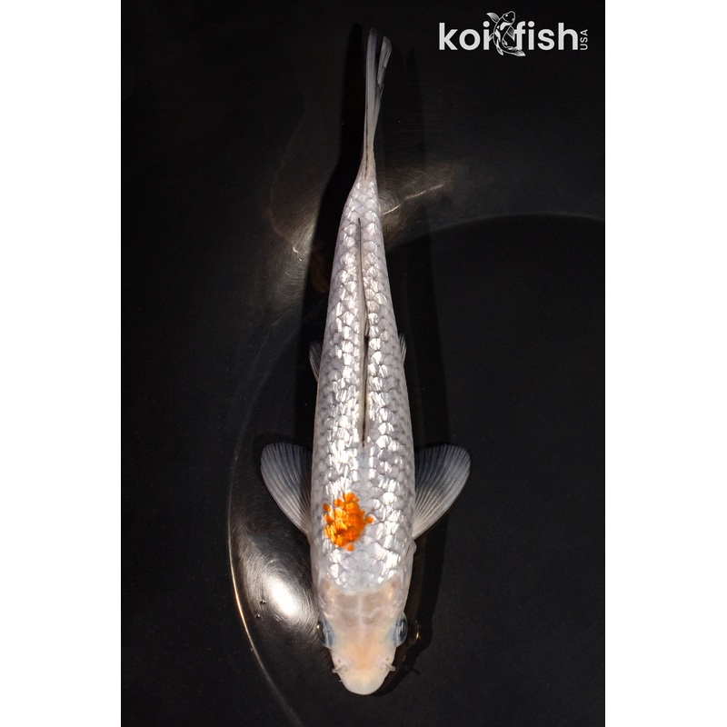 6.25" GINRIN OCHIBA SHIGURE