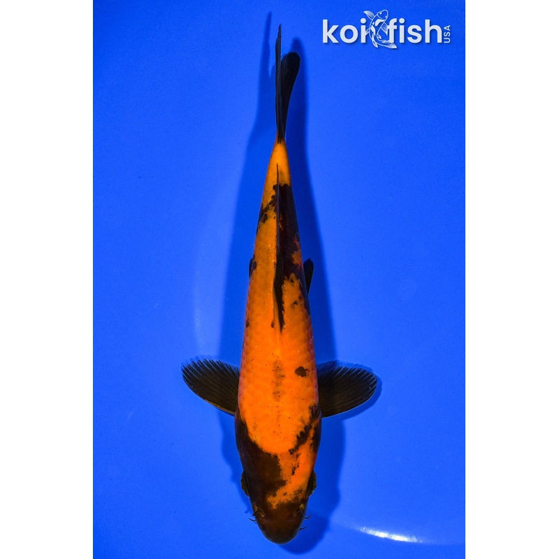 6.25" HI UTSURI
