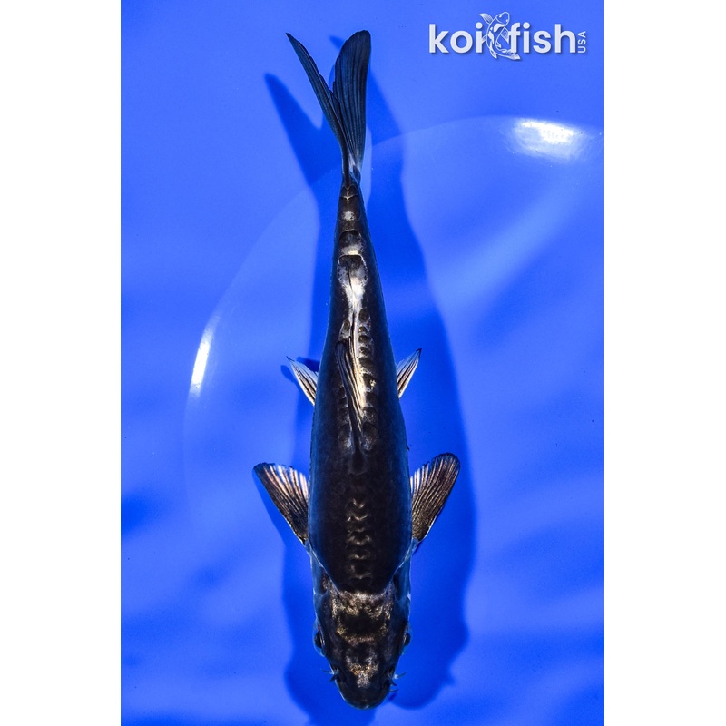 6.25" KIKOKURYU