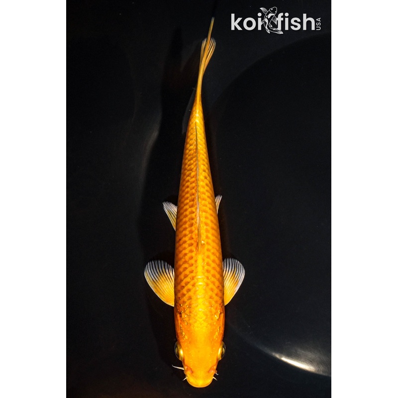 6.25" ORENJI OGON