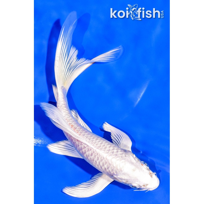 6.25" PLATINUM OGON BUTTERFLY