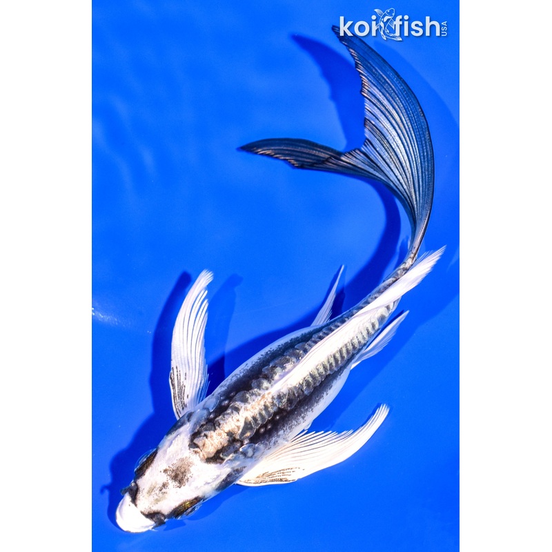 6.5" KIKOKURYU BUTTERFLY