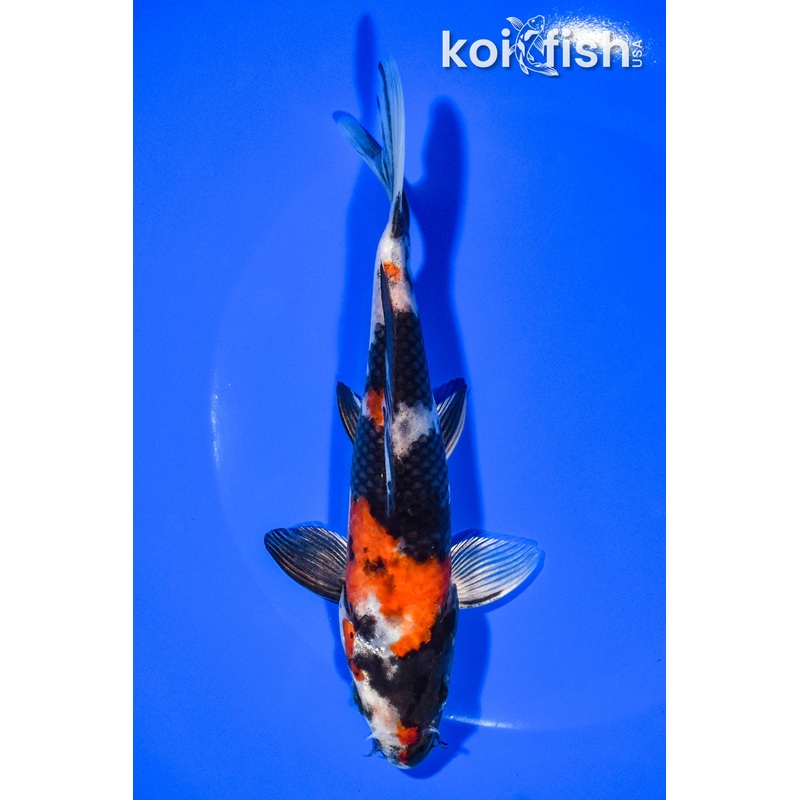 6.5" KIN SHOWA