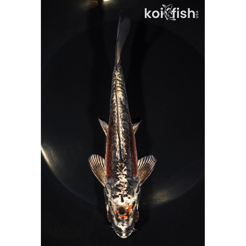 6.75" BENI KIKOKURYU