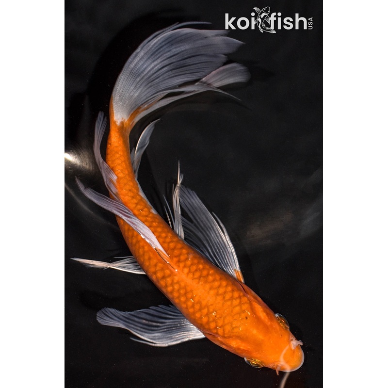 6.75" OCHIBA SHIGURE BUTTERFLY