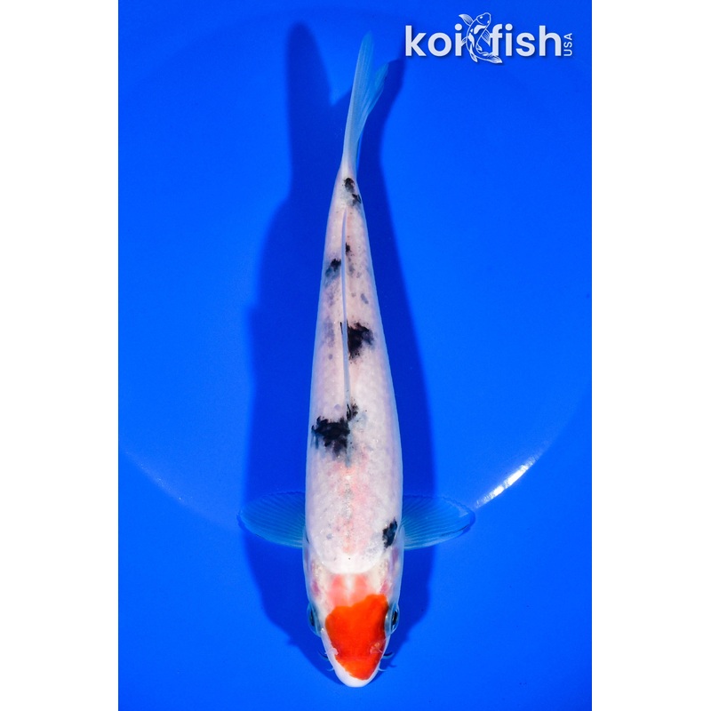 6.75" TANCHO SANKE