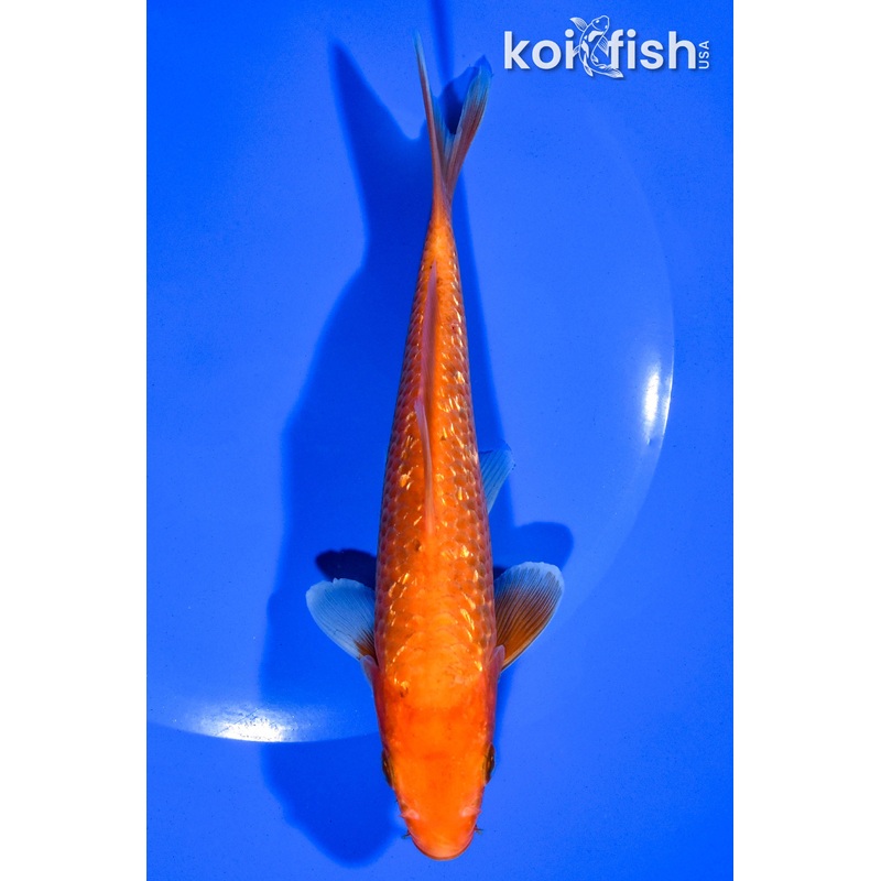6" GINRIN BENIGOI