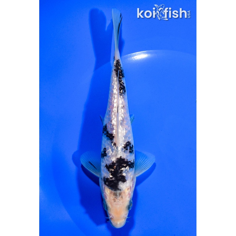6" GINRIN SHIRO BEKKO