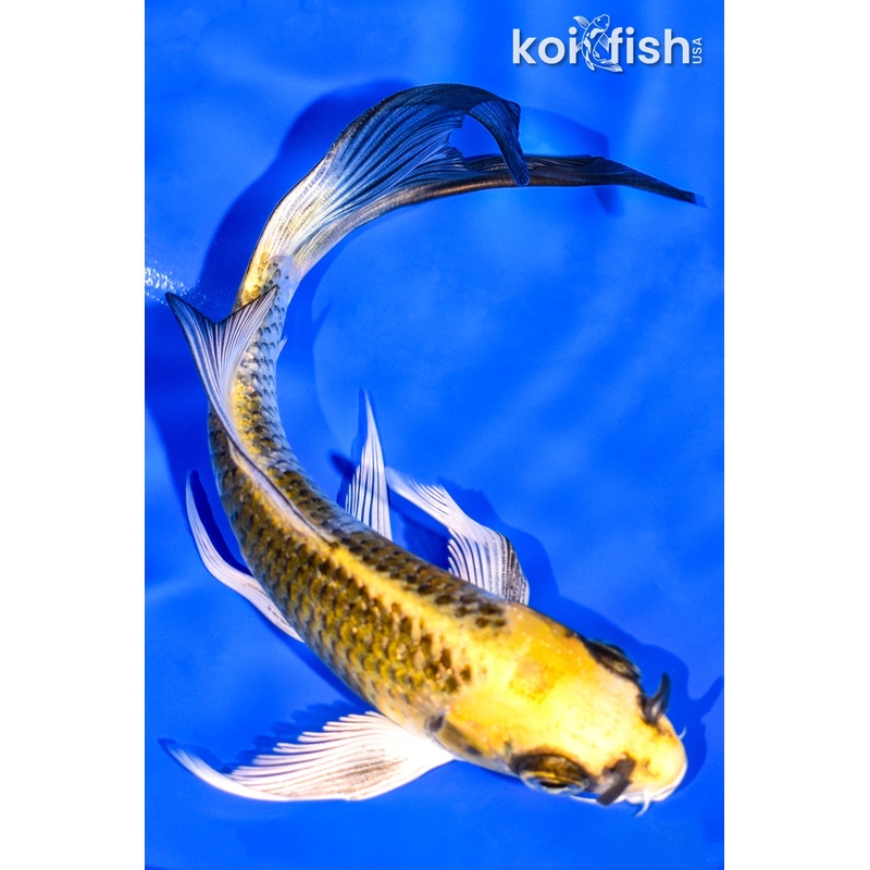 6" KI MATSUBA BUTTERFLY