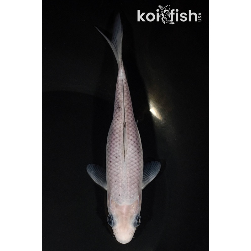 6" SORAGOI