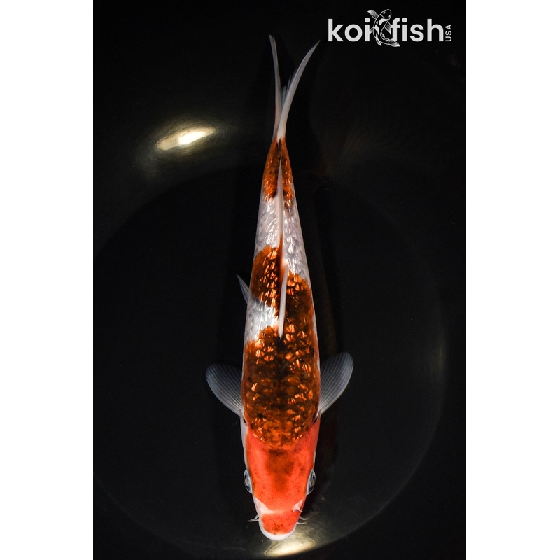 7.25" GINRIN GOROMO