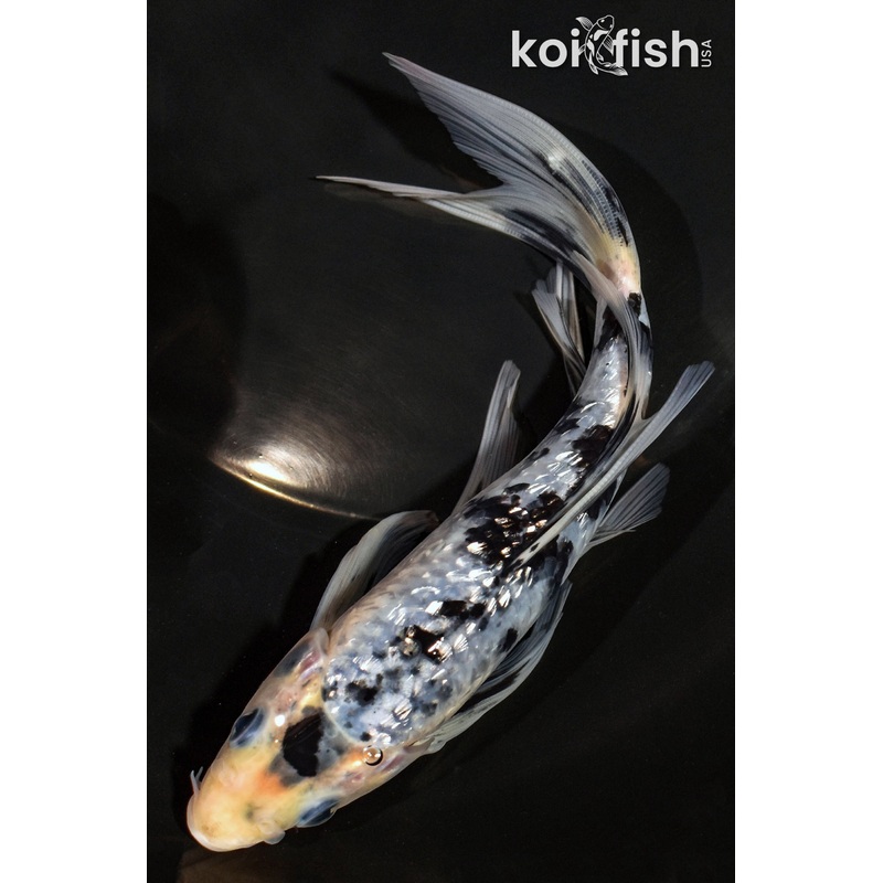 7.25" GINRIN SHIRO BEKKO BUTTERFLY