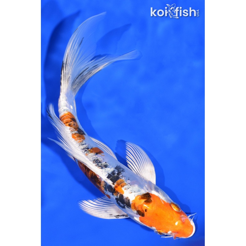 7.25" HEISEI NISHIKI BUTTERFLY