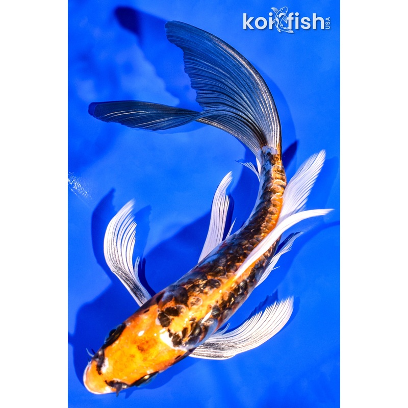 7.5" GINRIN KIN KIKOKURYU BUTTERFLY