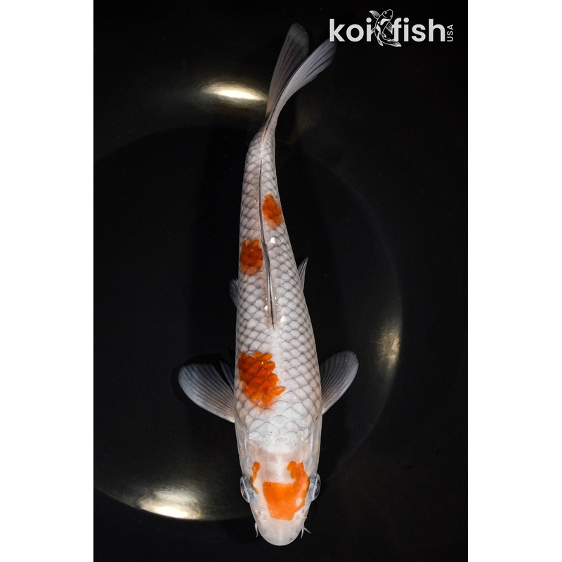 7.5" OCHIBA SHIGURE