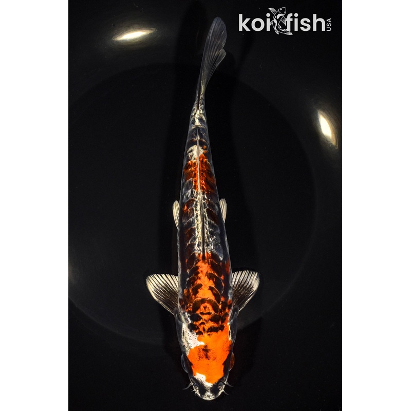 7.75" BENI KIKOKURYU