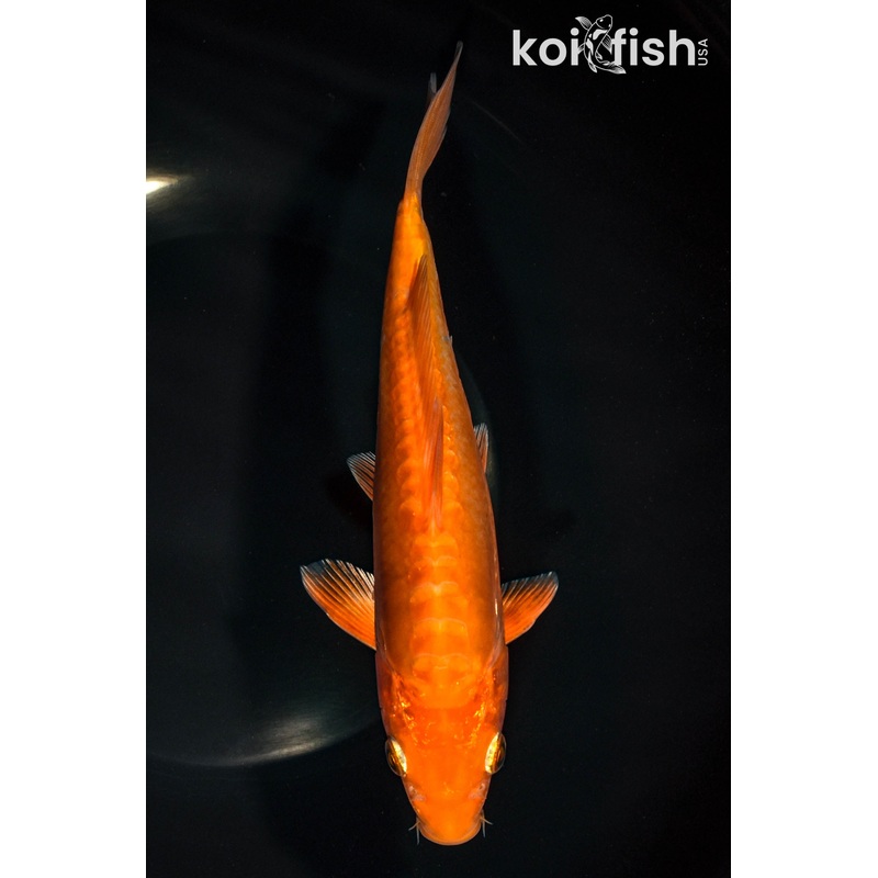 7.75" DOITSU CHAGOI