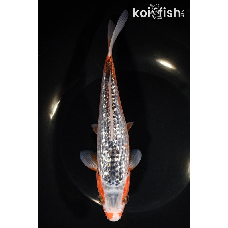 7.75"GINRIN ASAGI