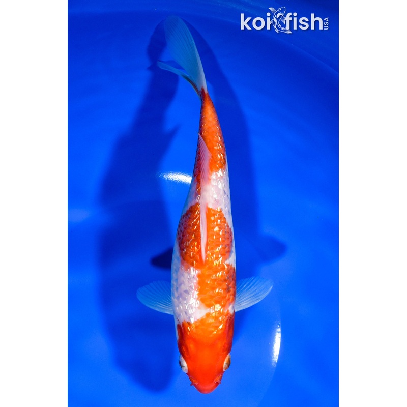 7.75" GINRIN KOHAKU