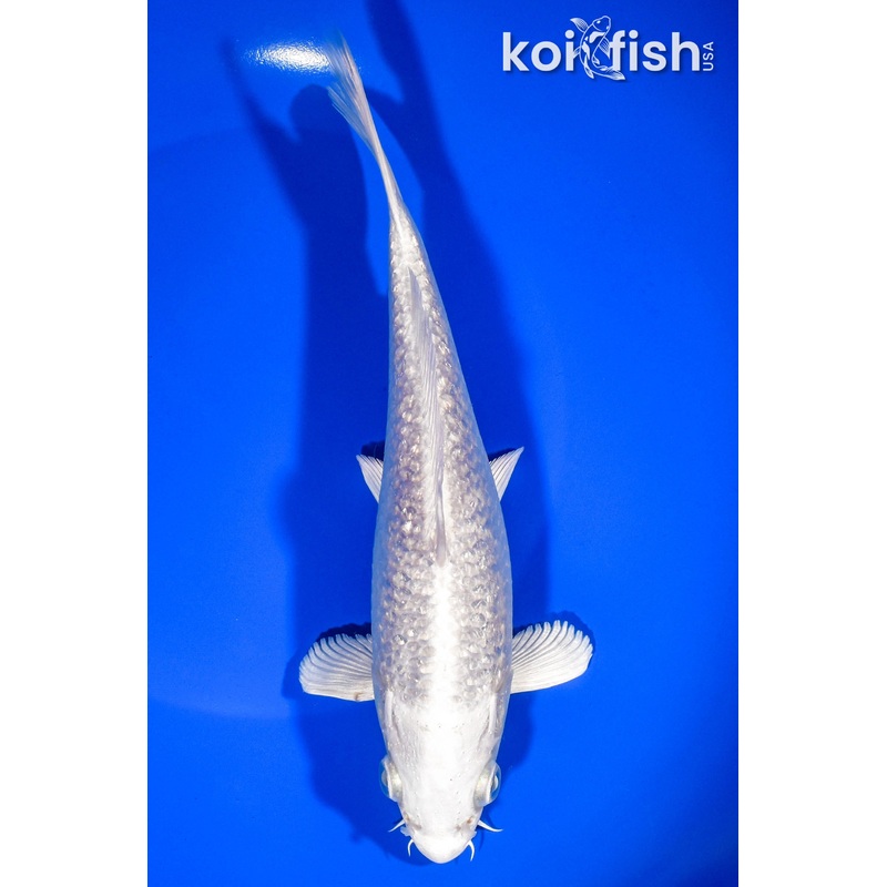 7.75" GINRIN PLATINUM OGON